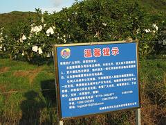 便宜的南宁莲雾苗_广西台湾莲雾苗种植基地  莲雾种植基地  广西莲雾