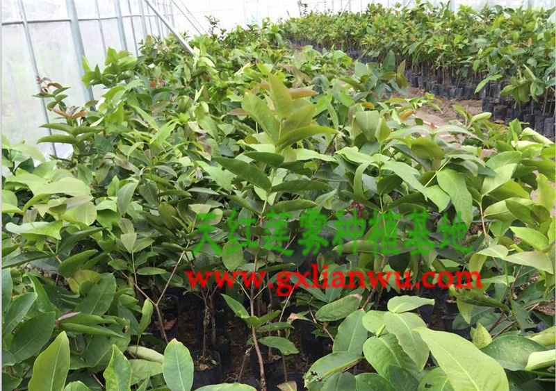 大叶红莲雾苗价格咨询，莲雾种植基地  莲雾种苗