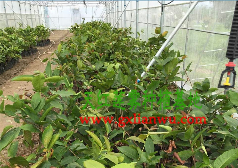 供应广西超值的大叶红莲雾苗-莲雾品种那种  莲雾种苗  大叶红莲雾苗价格