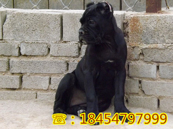 兴平市马犬种犬价格诚一犬舍