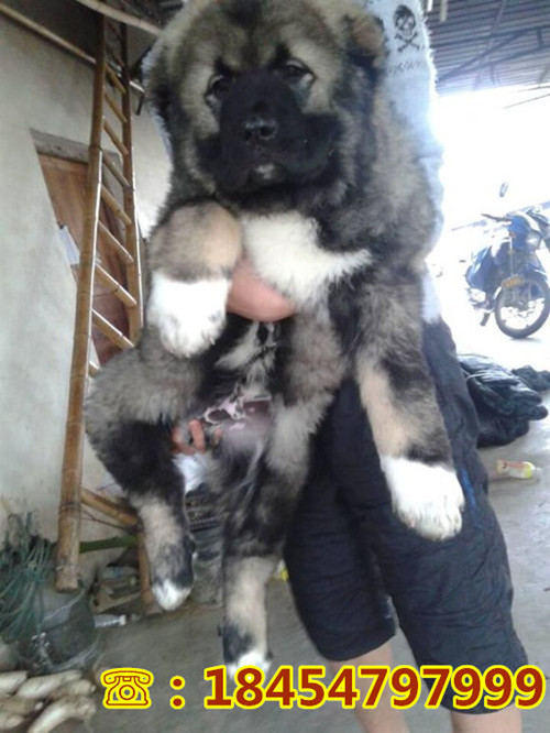 禹王台区川红犬嗅觉高吗诚一犬舍