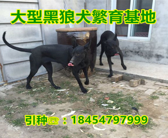 三门县中亚牧羊犬膜多大诚一犬舍