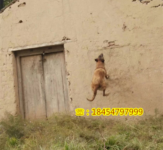 金牛区杜高犬幼犬价格及图片诚一犬舍