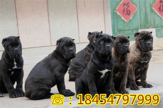 洋县小比特犬多少钱成年比特犬价格及图片诚一犬舍