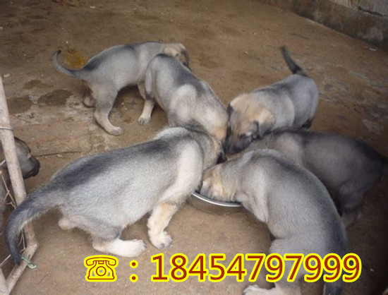 金牛区杜高犬幼犬价格及图片诚一犬舍