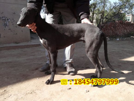 金牛区杜高犬幼犬价格及图片诚一犬舍