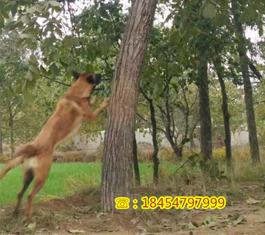 三门县中亚牧羊犬膜多大诚一犬舍