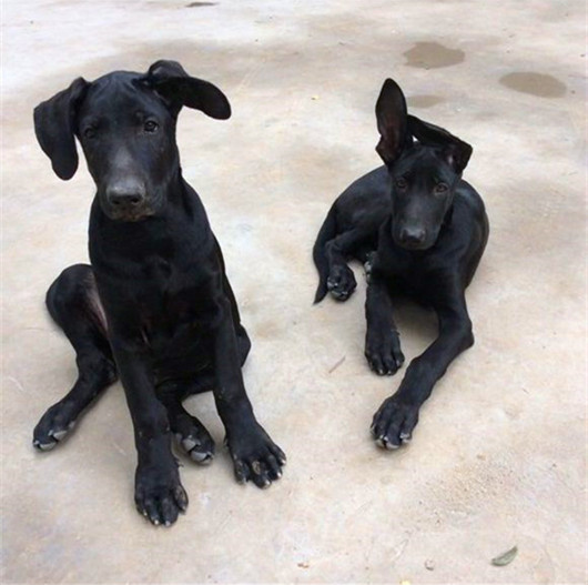 衡南县高加索犬三个月大约有多大诚一犬舍