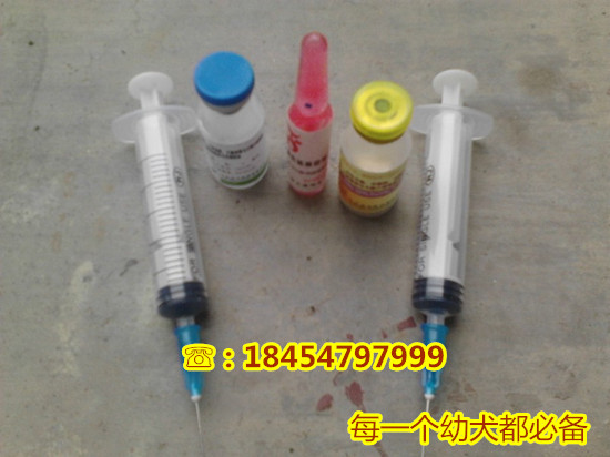 贾汪区比特犬能不能打过老虎诚一犬舍