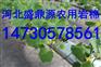 鼎盛源优质农业种植保温岩棉