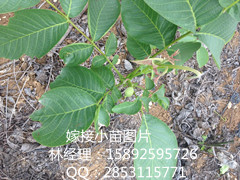 川早核桃苗，南充川早核桃苗介绍