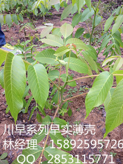 万州川早核桃苗，万州川早2号核桃苗的特点  嫁接核桃苗  良种核桃苗  纸皮核桃苗