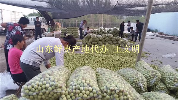 山东冬枣批发基地市场行情