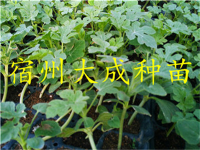 大成种苗麒麟种苗昊峰种苗  西瓜苗  西瓜嫁接苗  嫁接西瓜苗
