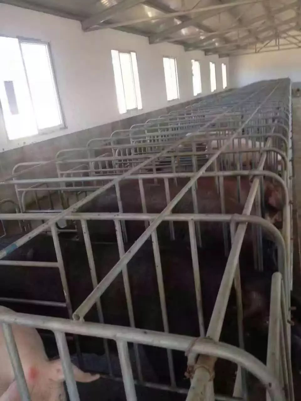 利民养殖设备专业供应母猪位定位栏_优质的  限位栏