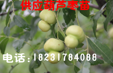 出售葫芦枣树苗  枣苗  葫芦枣苗