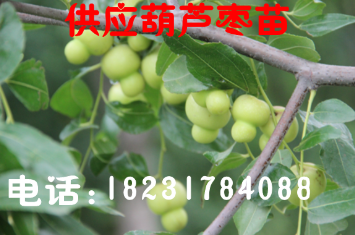 出售5年生葫芦枣树苗  枣苗