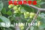 出售5年生葫芦枣树苗