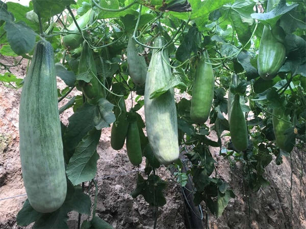 贵隆甜瓜批发市场|寿光刘旺甜瓜种植一条龙 新品种甜瓜