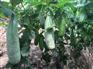 贵隆甜瓜批发市场|寿光刘旺甜瓜种植一条龙