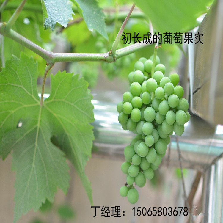 江西宜春{葡萄苗}