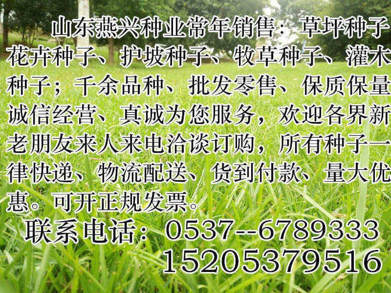 南丰县出售护坡绿化种子价格