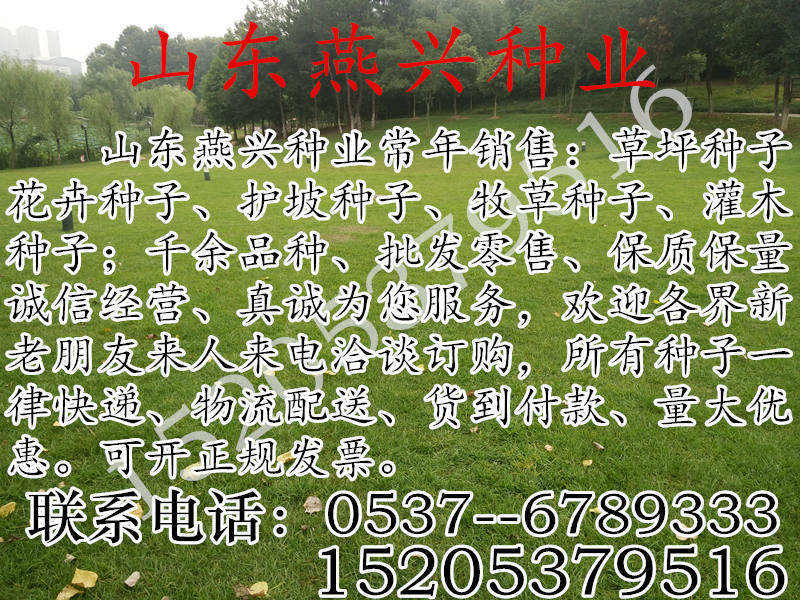 一亩地牧草能养多少蝗虫