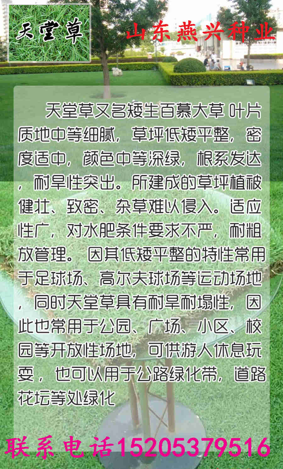 哪里有苏丹草种子卖 哪里有苏丹草种子卖
