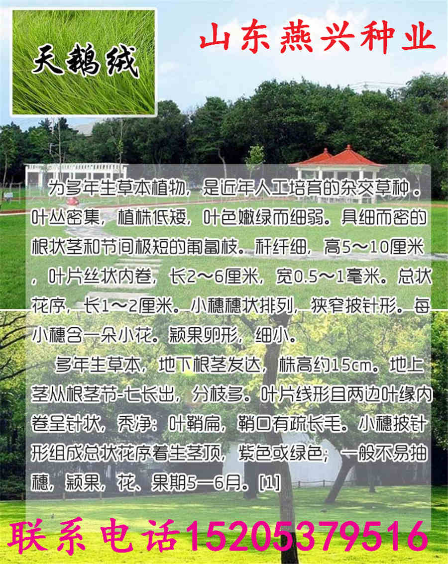 板蓝根种子在哪买 板蓝根种子在哪买