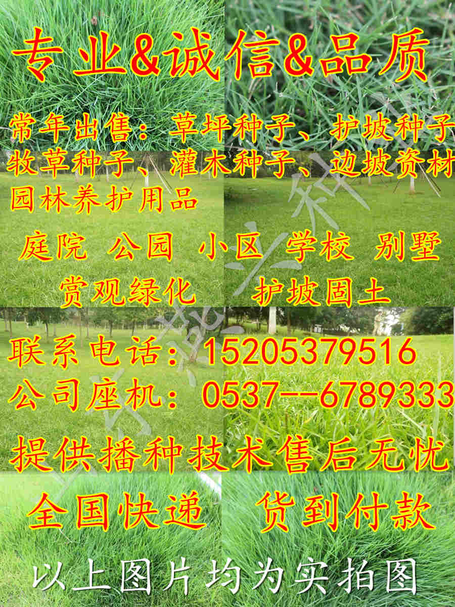 目前甜高粱种子多少钱一斤