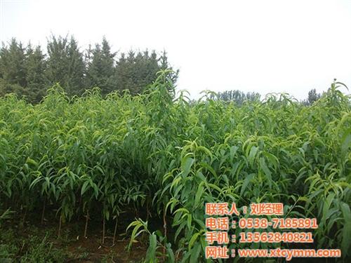 黄桃苗木|桃苗|新泰超越苗木(查看)&nbsp;&nbsp;美脆桃苗&nbsp;&nbsp;春美桃苗