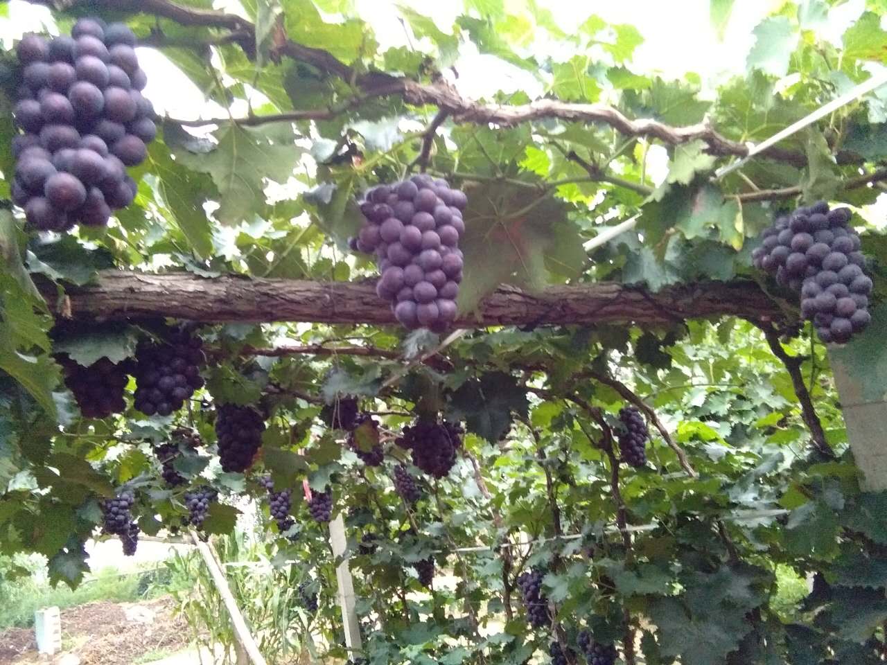 北镇葡萄苗【农鑫葡萄种植专业合作社】  北镇葡萄树  锦州葡萄树  锦州葡萄苗