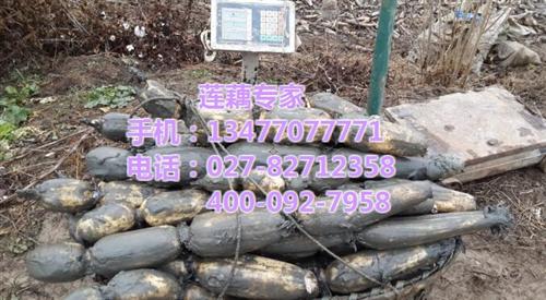 鄂莲九号采购 ,鄂莲九号,武汉藕御农业发&nbsp;&nbsp;鄂莲九号批发&nbsp;&nbsp;鄂莲九号供应