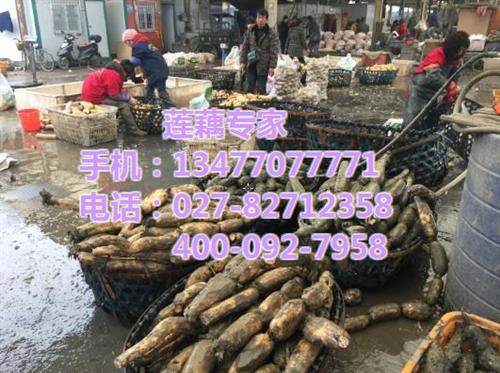 鄂莲七号采购、鄂莲七号、武汉藕御农业发展 鄂莲七号求购 鄂莲七号供应