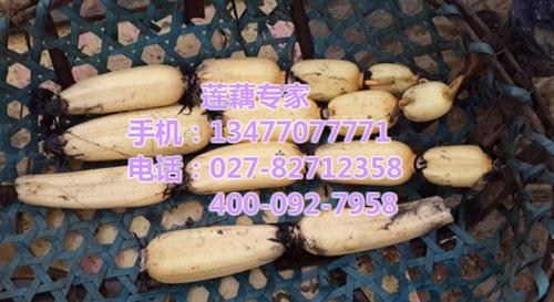 鄂莲十号求购、鄂莲十号、武汉藕御农业发展 鄂莲十号价格 鄂莲十号采购