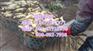 鄂莲十号批发|鄂莲十号|湖北莲藕种苗基地