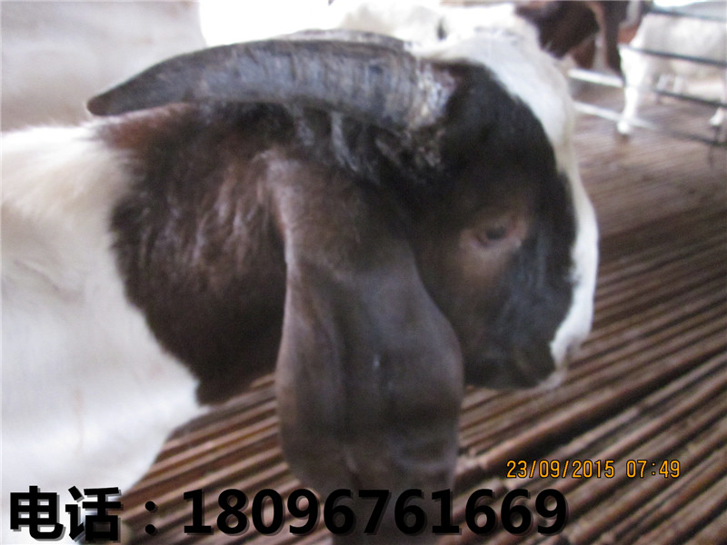 黑山羊供应商哪家好_成年黑山羊价格  黑山羊养殖场