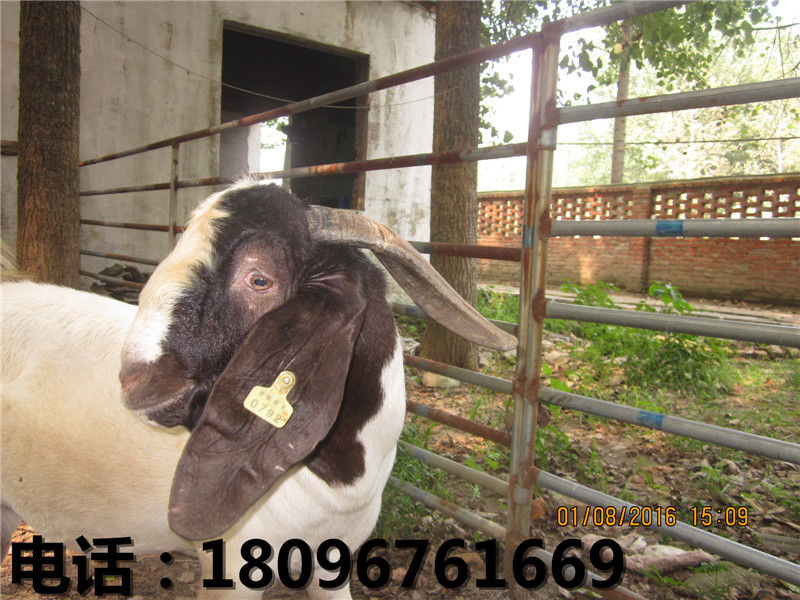江苏杜泊羊养殖场_专业的杜泊羊提供商，当  杜泊羊价格  杜泊羊厂家