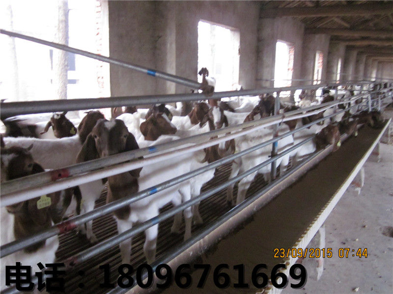 供应阜阳优质的小尾寒羊 阜阳小尾寒羊养殖  育肥羔羊  小尾寒羊养殖场