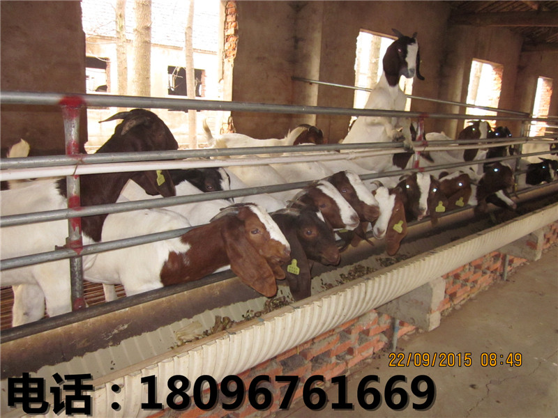 正宗的黄羊——物超所值的黄羊哪里有供应  乌骨羊价格  安徽乌骨羊