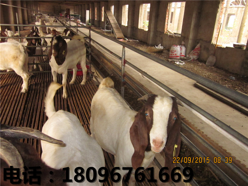 黄羊交易基地——哪里能买到优质黄羊  乌骨羊价格  安徽乌骨羊