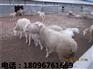 育肥羔羊培育基地，世新山羊养殖场供应实惠