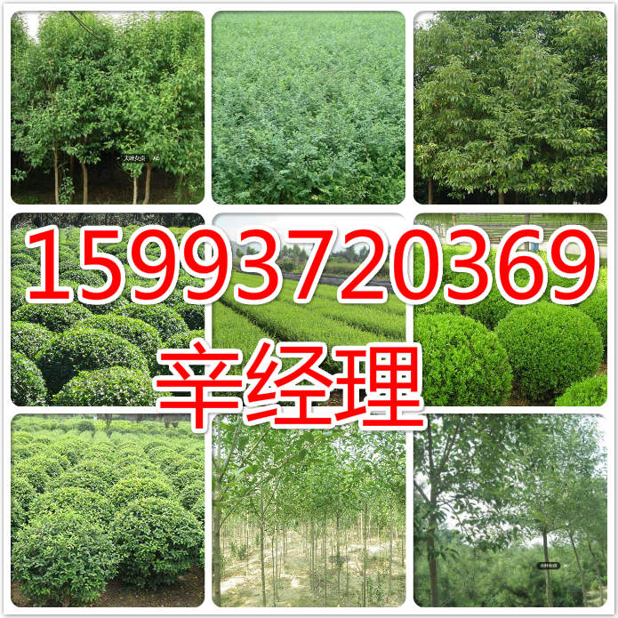 天门出售3公分合欢/苹果树苗什么价格  出售苹果树苗什么  供应苹果树苗什么