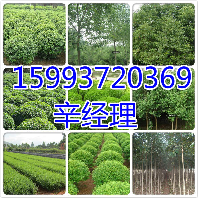 涿州哪里卖11公分法桐/红叶李小苗价格  出售11公分法桐  供应红叶李小苗