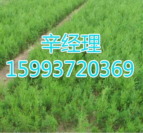 青岛供应香花槐/垂柳小苗价格  出售香花槐  供应垂柳小苗