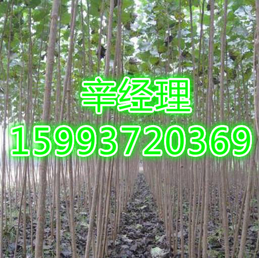 宝鸡大量供应龙爪槐/杏树苗小苗价格  出售大量  供应大量