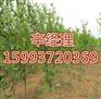 宿州直销杏树苗苗圃_8-9-10公分杏树苗树苗批发