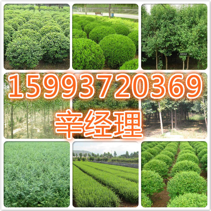 天门出售3-9公分合欢/香花槐种植基地  供应3-9公分合欢