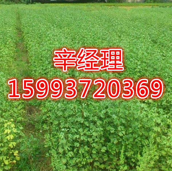 郑州供应梨树苗苗圃_5-6-7公分梨树苗树苗供应  出售梨树苗苗圃