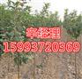 随州刺槐苗圃_随州5公分-13公分刺槐价格行情